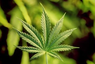 Pečeni žltačkárov marihuana nesvedčí 