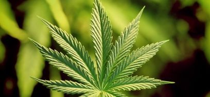 Marihuana – konečná, alebo len prestupná stanica?